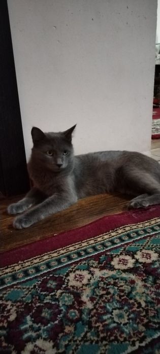 Мушук сиамская..