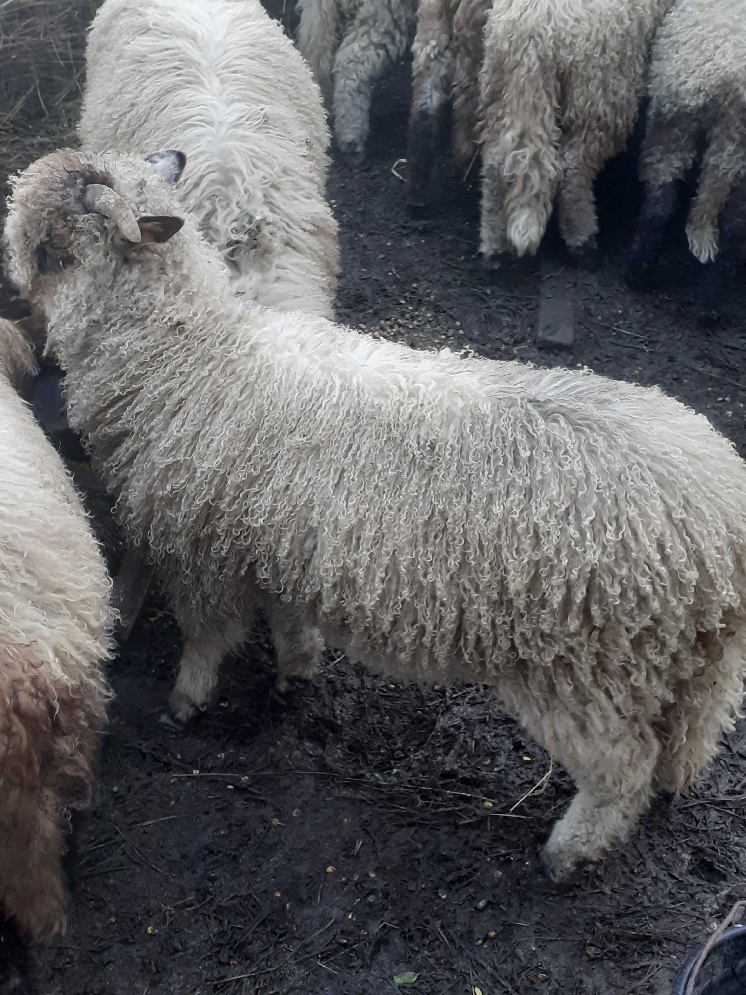 Vand Miei  pentru sacrificat