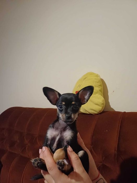 Женски мини чихопинчер