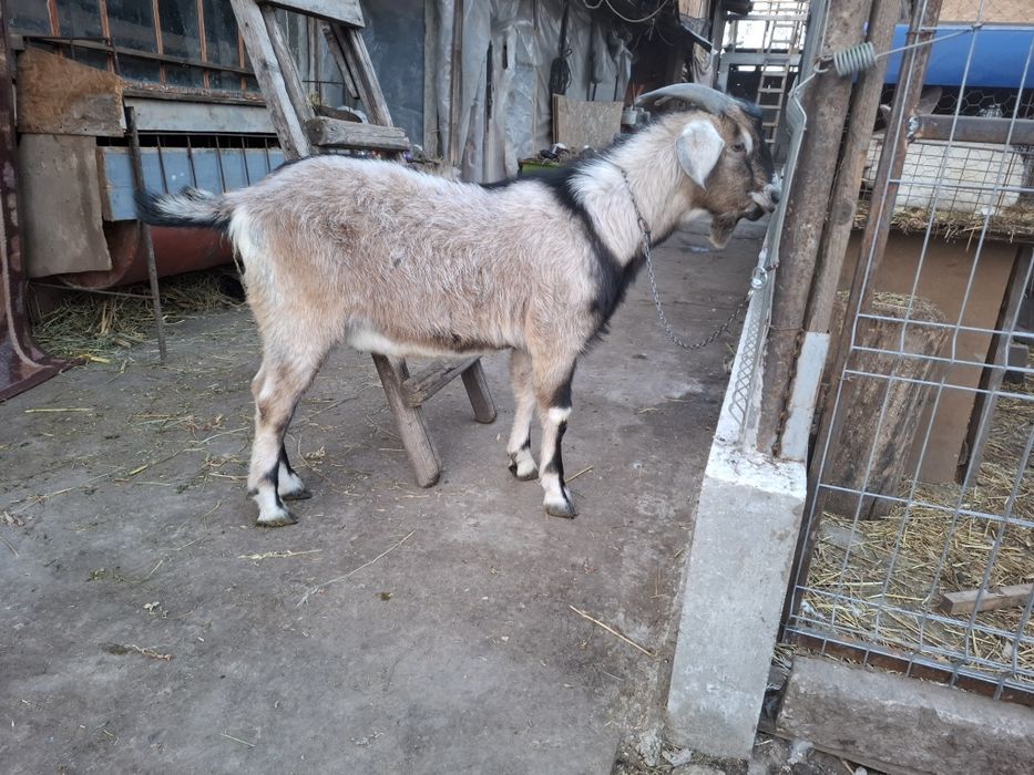 Vand sau schimb angolo nublian