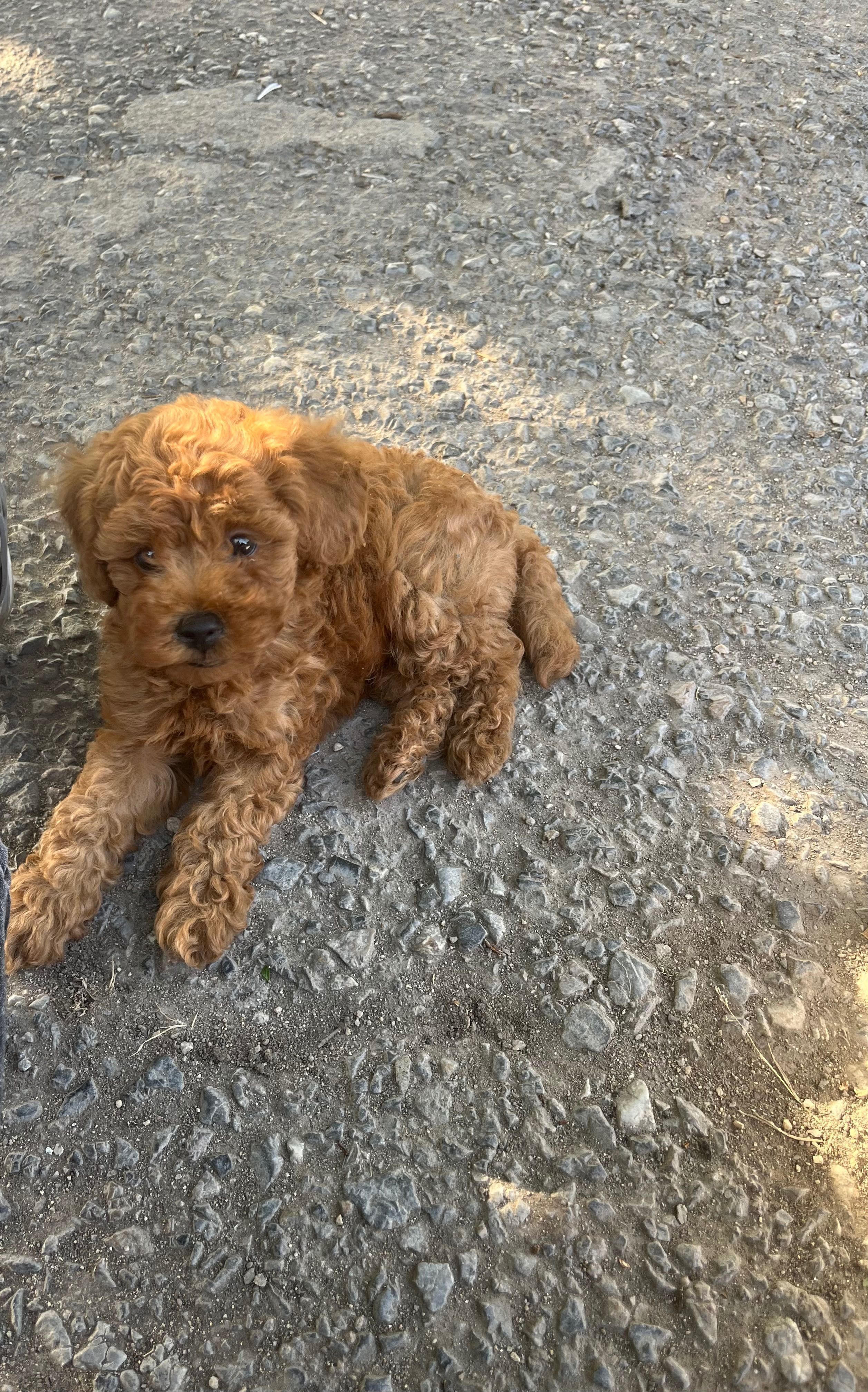 Пудел Той/ Poodle Toy