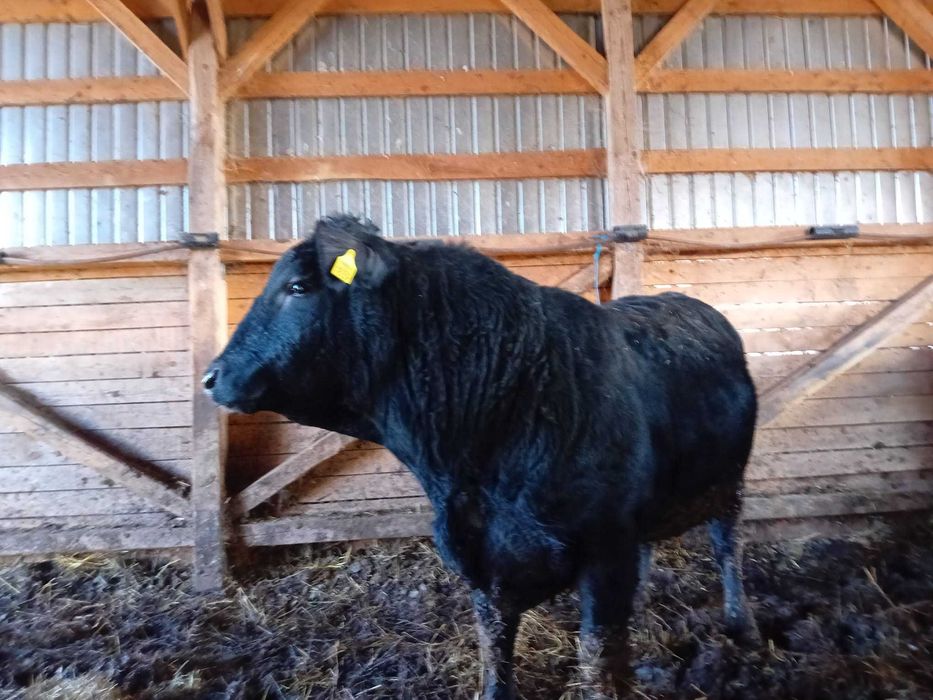 Vând tăuraș rasa Aberdeen Angus
