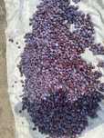 Prune tuica AGEN  DARJAN D arjan