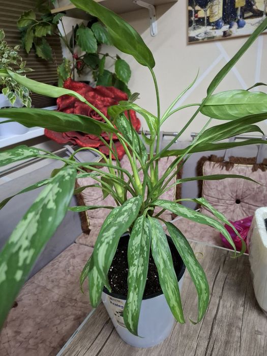 Аглаонема (Aglaonema) — "Китайское вечнозелёное"

Идеальное растени