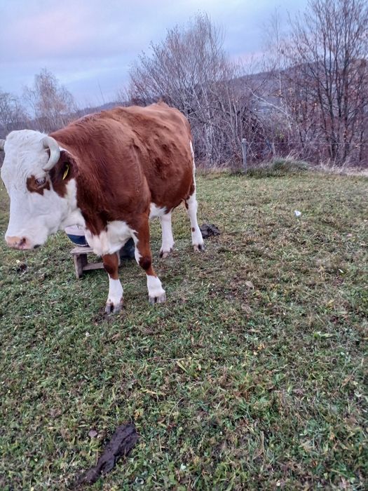 Vand Vaca de 5 ani are 6 luni de cand ìi montata mai multe detali la 0