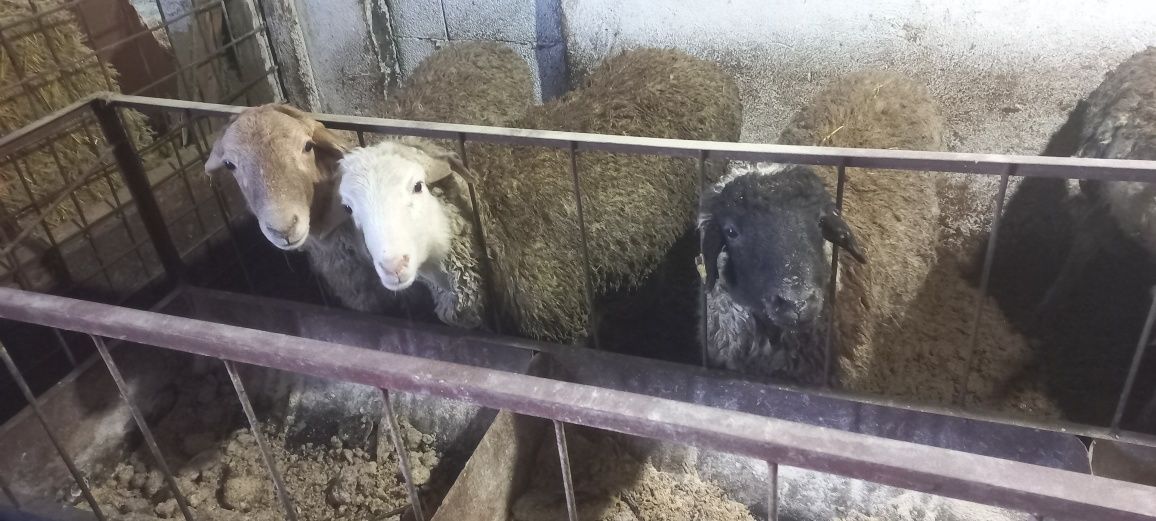 Продам мясо баранина молодых баран кой овец откормленых на натуральном