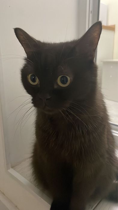 Британский кот добрые руки
