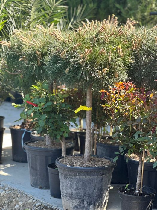 Leylandii, tuia, mesteacăn, tuia la preț de producător