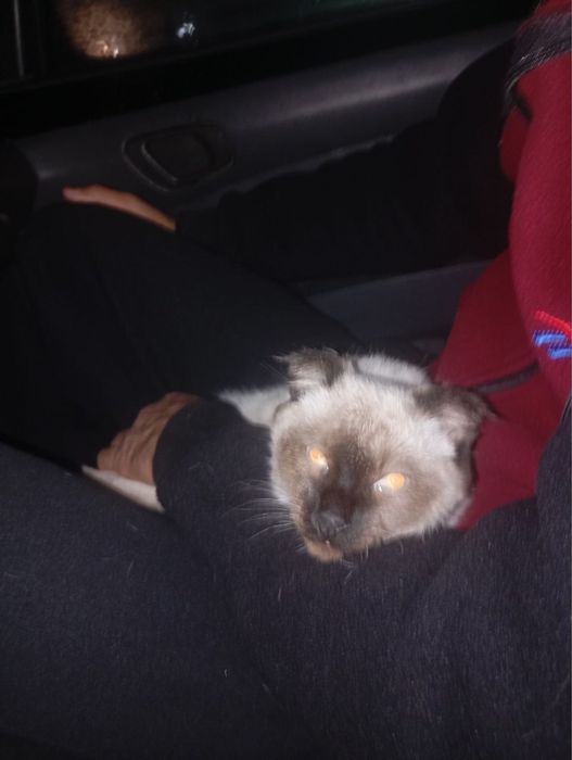 Кот чистый домашний к лотку приучен