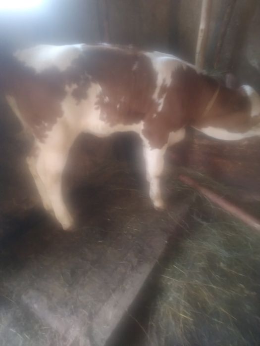 Vand vitea rasa baltata romaneasca