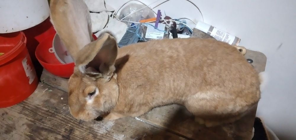 Vând masculi și fem  U .G