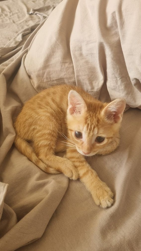 Кошечка 2 месяца