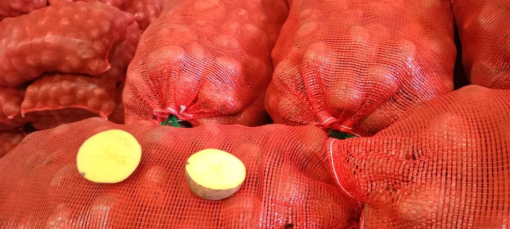 Продается картофель сорт Гала