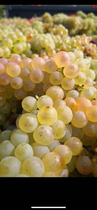 Vând struguri de vin