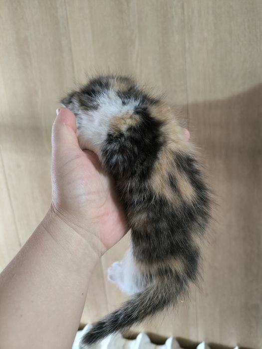 Котята бесплатно г.Шу