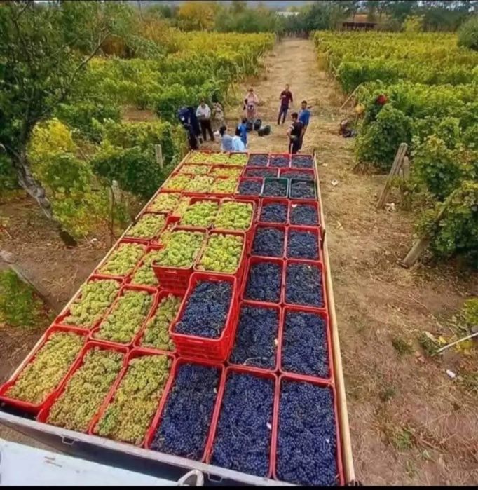 Struguri de vin