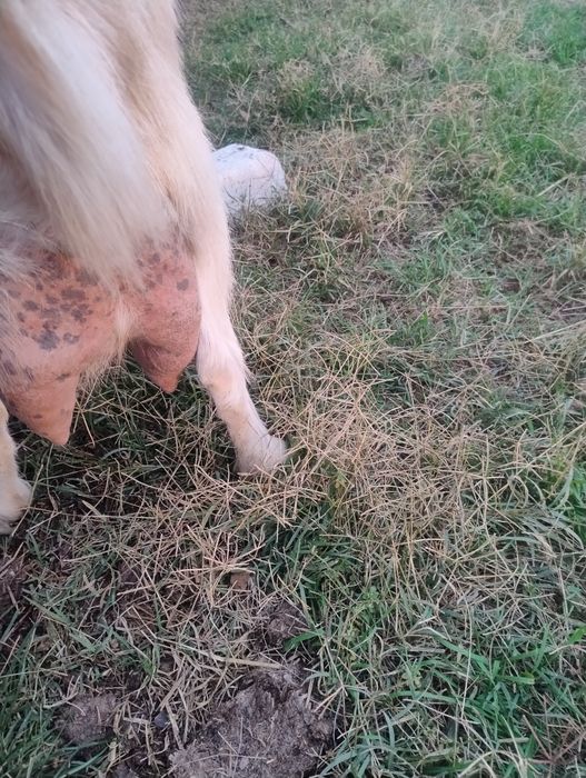 Vând capre bune de lapte