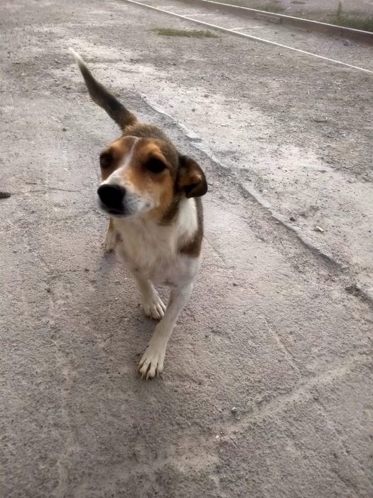 Там собачек в добрые и заботливые руки