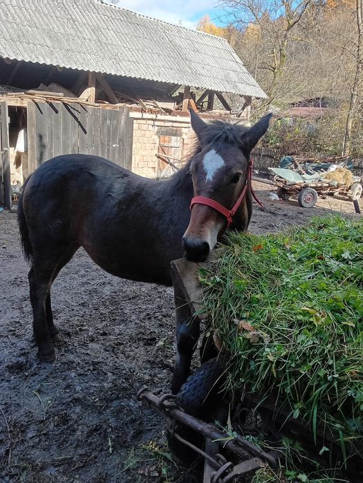 Mânză blândă de 6 luni