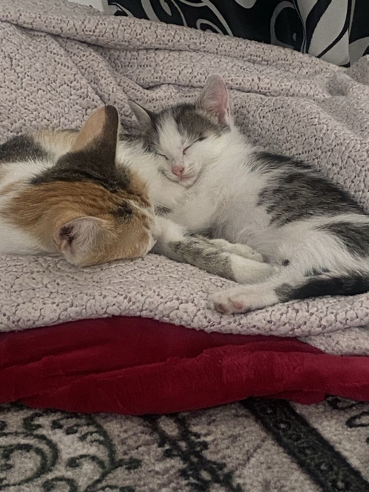 Котенок в добрые руки