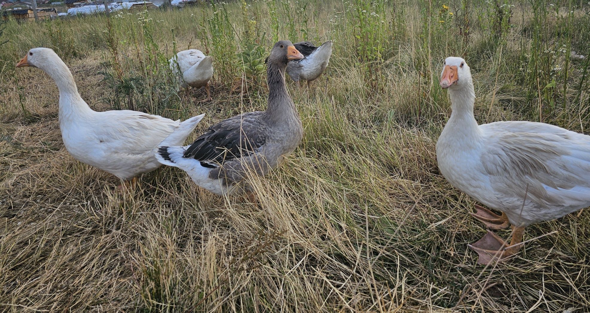 Boboci de 8 saptamani