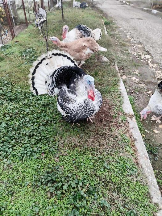Домашно отглеждани пуйки