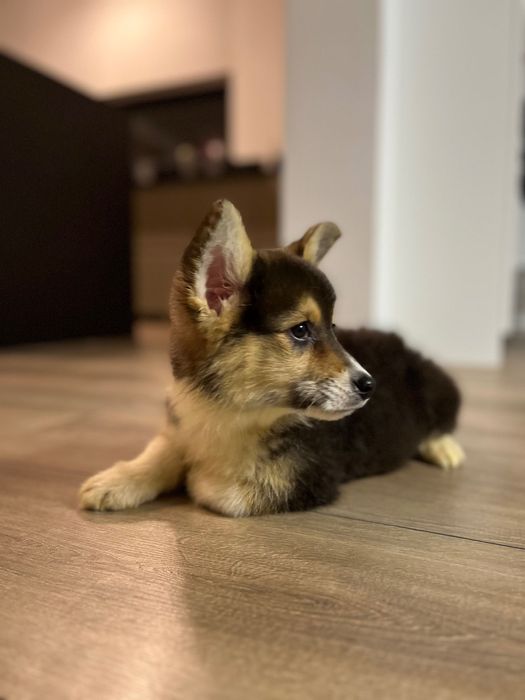 Welsh Corgi Pembroke