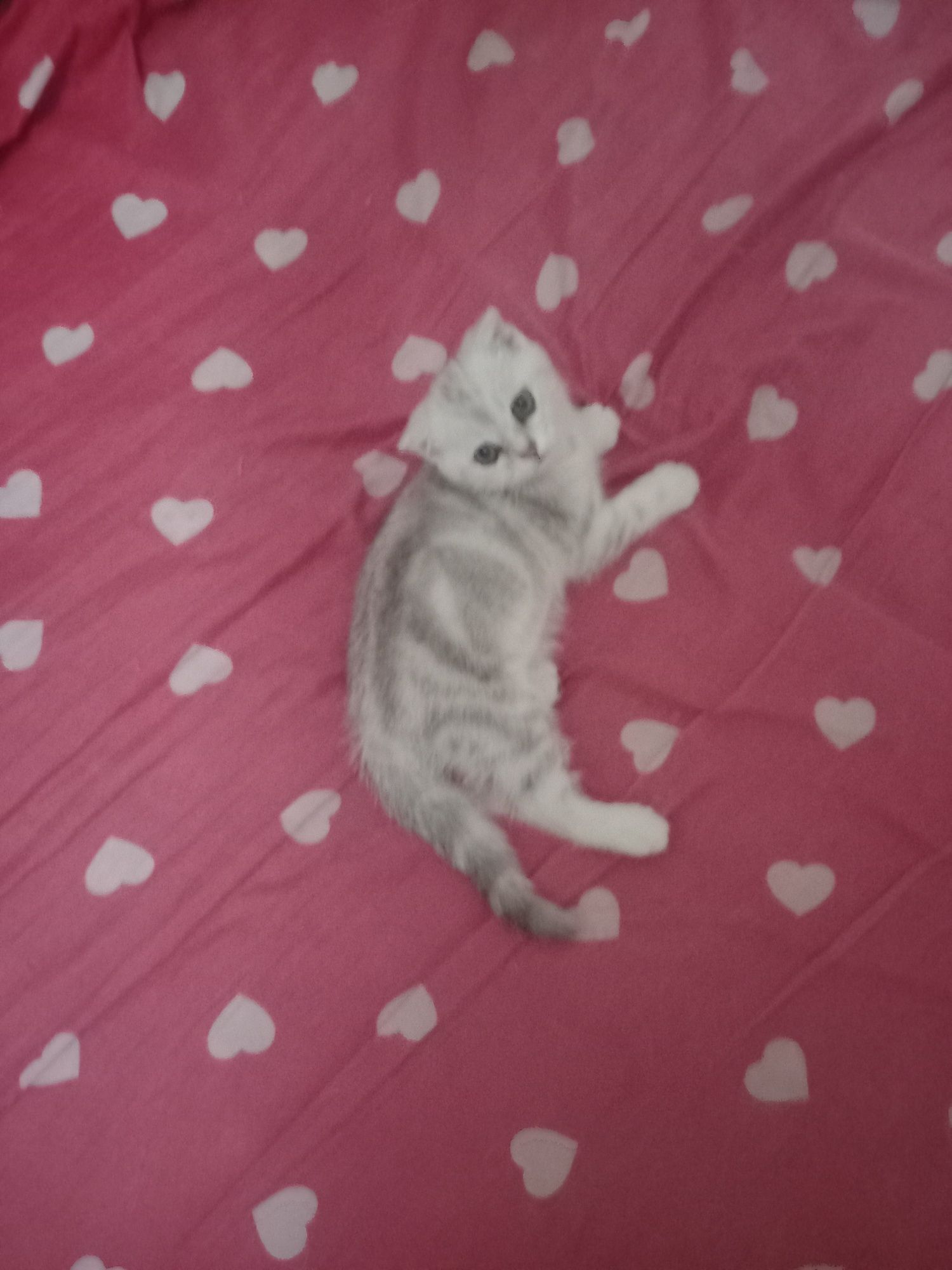 Продаются котята скоттиш фолд