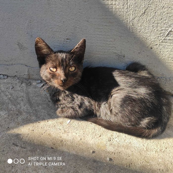 Donez pisici de 2-3 luni