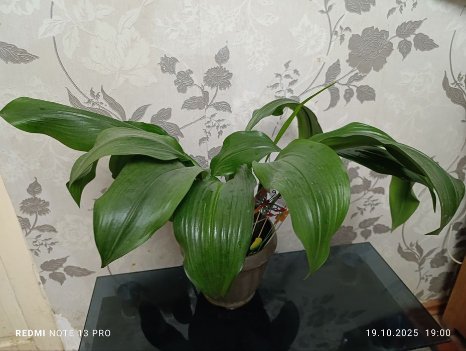 Амазонская лилия. Фото на 20.10.25г.