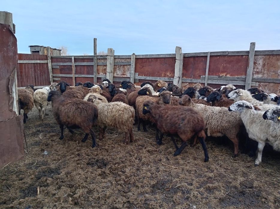 МРС (бараны) оптом и в розницу