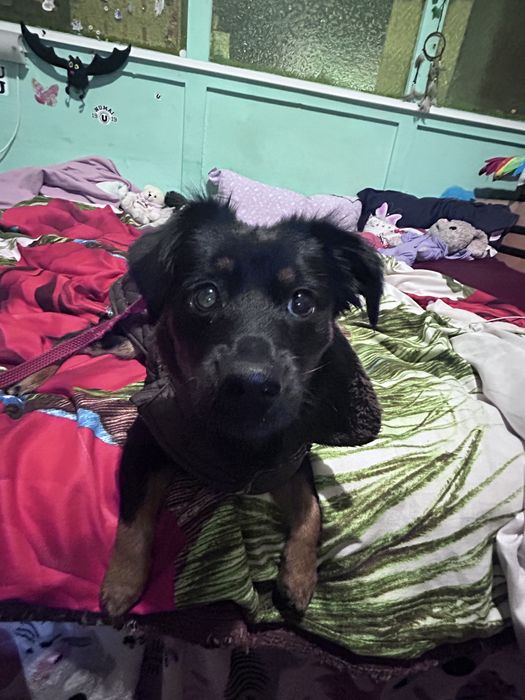 Petsitter Cluj-Napoca