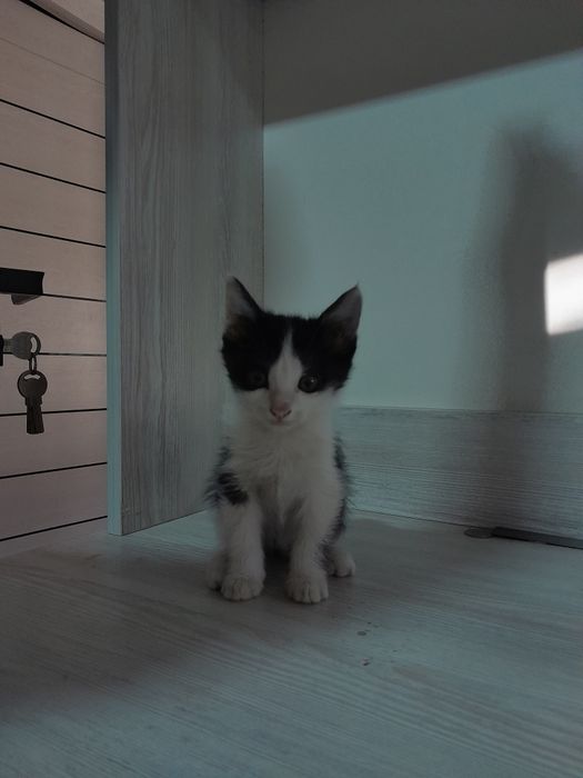 Отдам котят в хорошие руки . Hadiyaga mushuklar