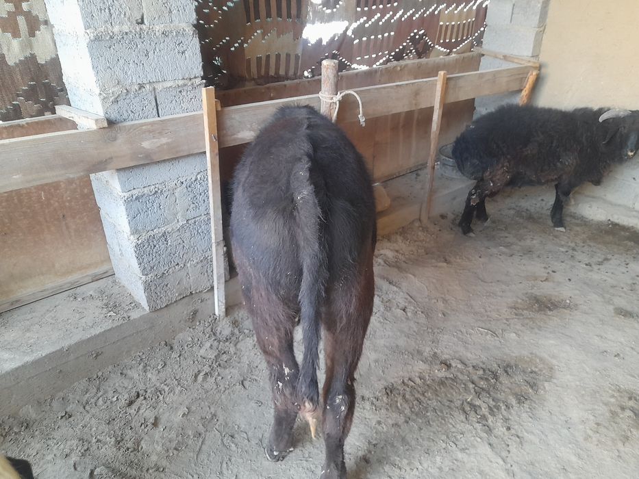 Hukizcha  sotiladi narxini kelishamiz