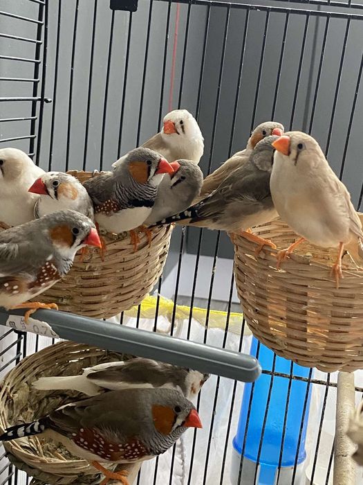 Птици Амадинки м/ж