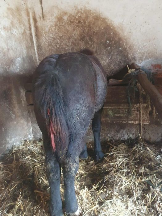 Vand o manza si un manz