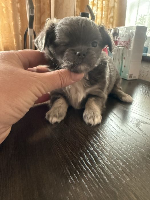 Чихуахуа голубого окраса