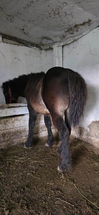 Vand sau schimb manz 6 luni