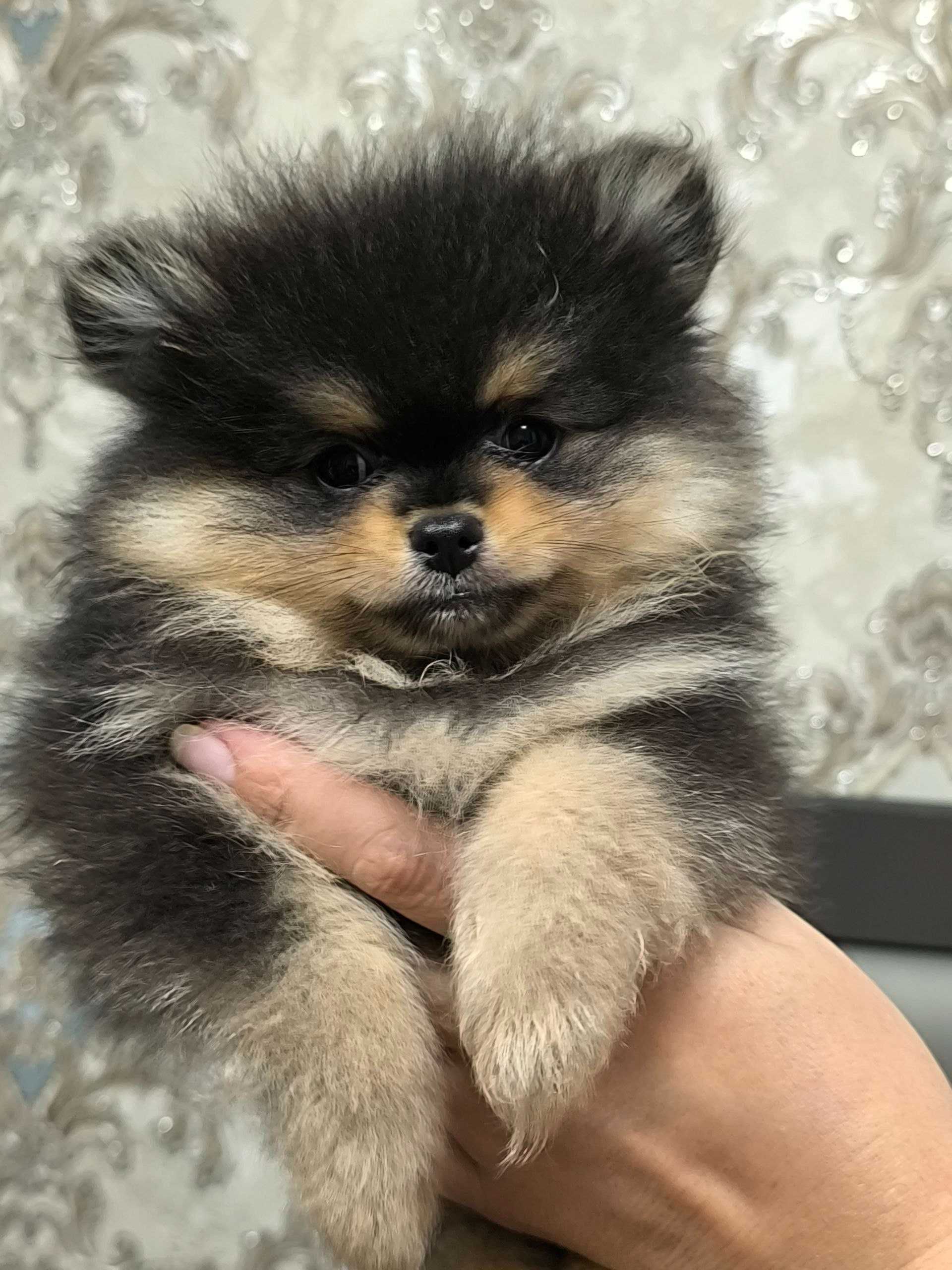 Продаётся мальчик миник