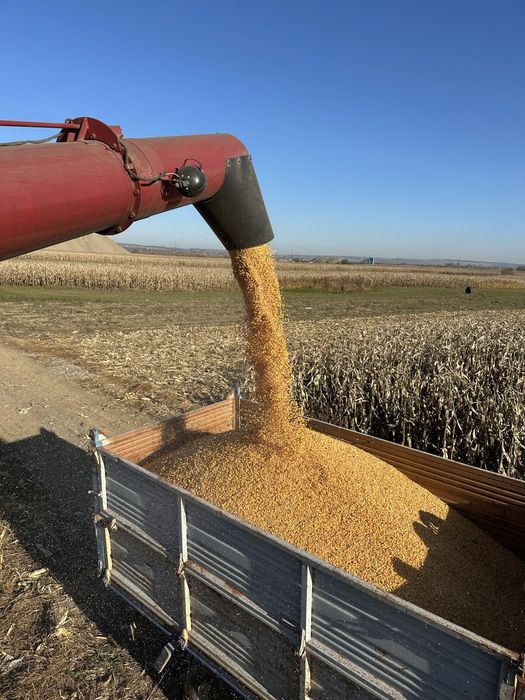 Vand porumb ( graunte ) boabe 2025