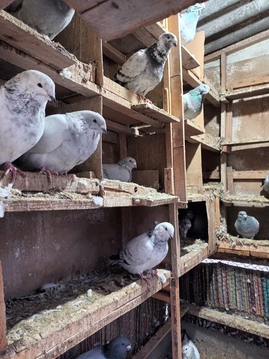 Porumbeii de vanzare