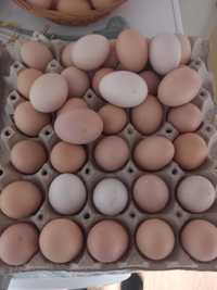 Ouă de găini Australop, Sussex și Pita Pinta pentru incubat