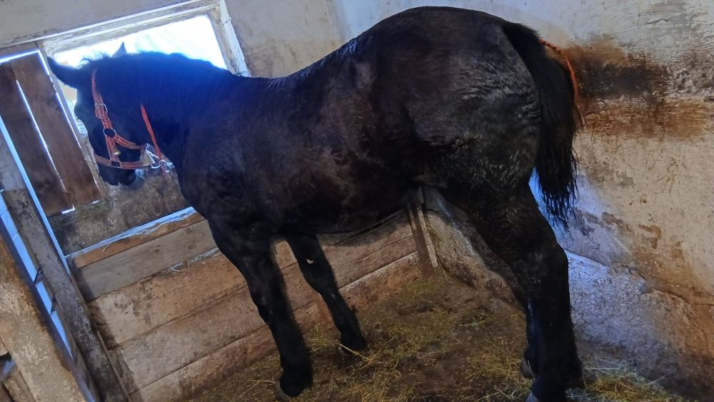 De vânzare mânza neagra!