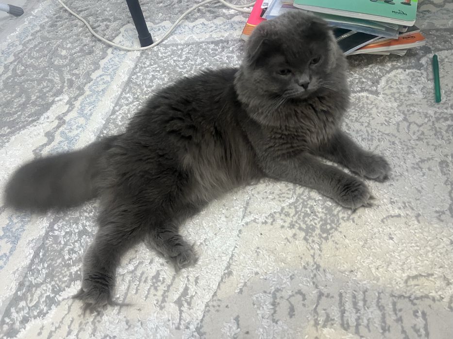 котенок скотти фолд