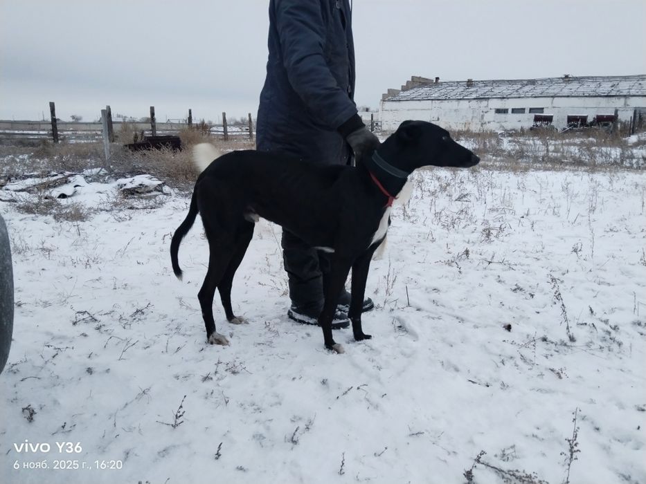 Грейхаунд,хортый