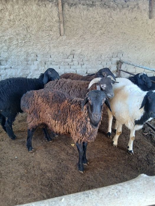 Navoiy Qo'chqorlar sotiladi. Suyib ham beriladi.