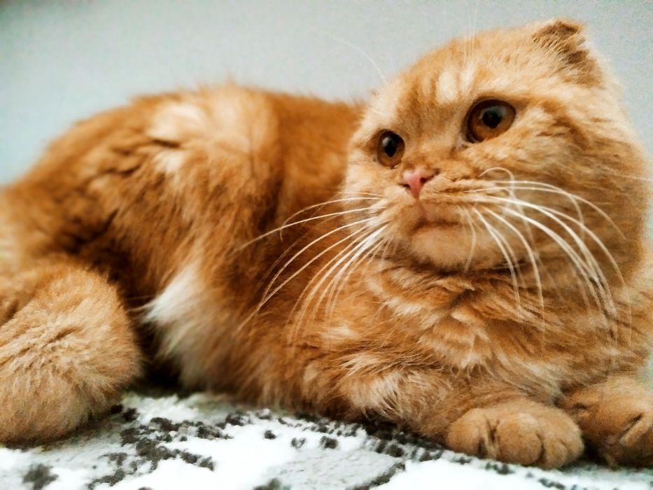 Шотландская вислоухая