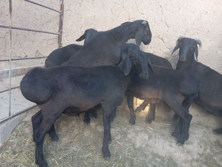 Qo'chqorla sotiladi