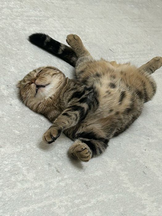 Шотландский, привитый,домашний кот ждет кошечку для вязки