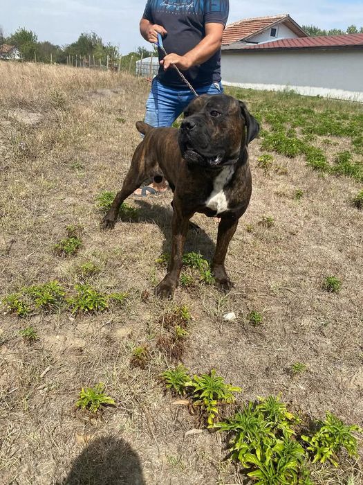 Цена по договаряне !